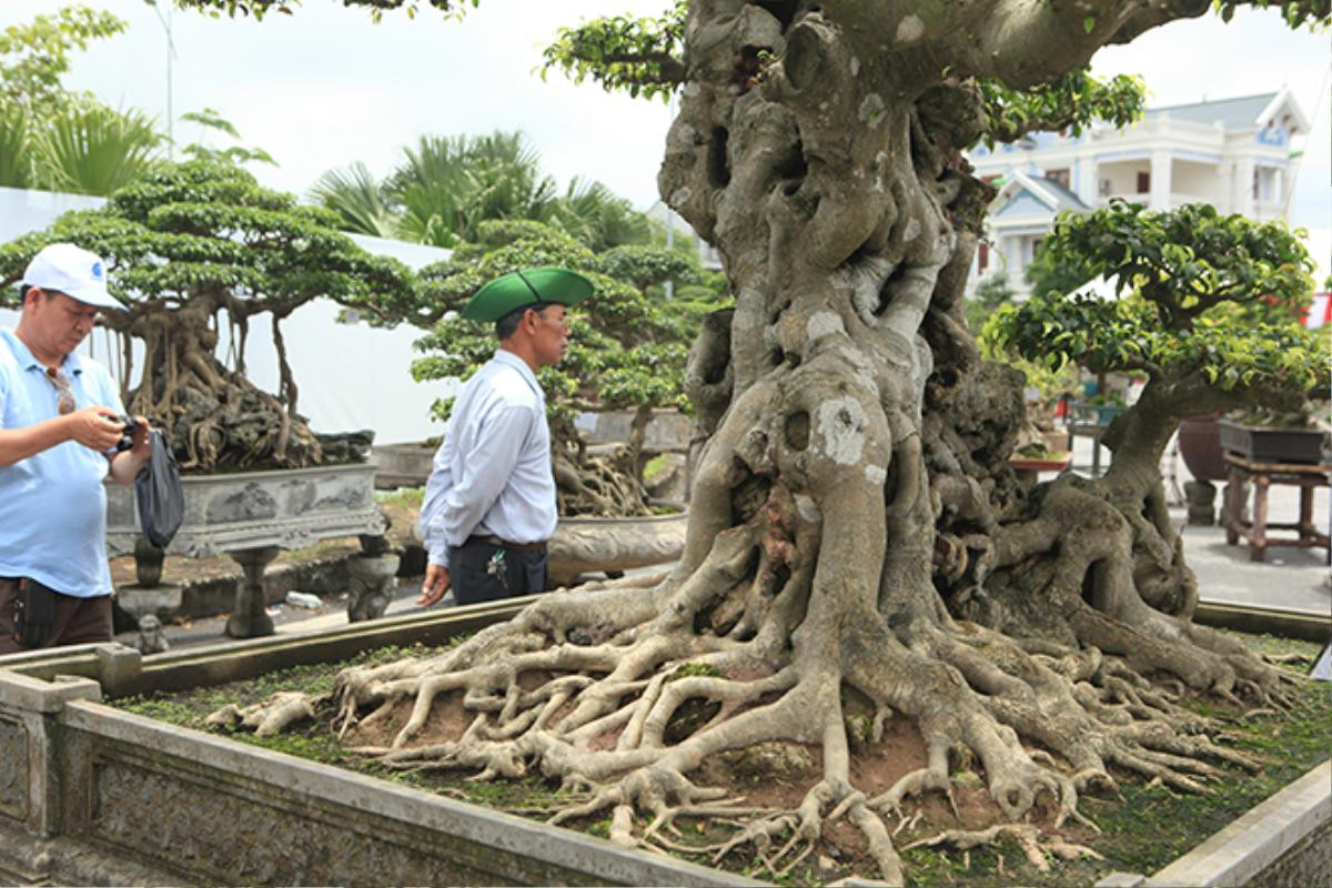 Ngọn cây sanh 'tiên lão giáng trần' gây sửng sốt giới chơi cây Ảnh 8