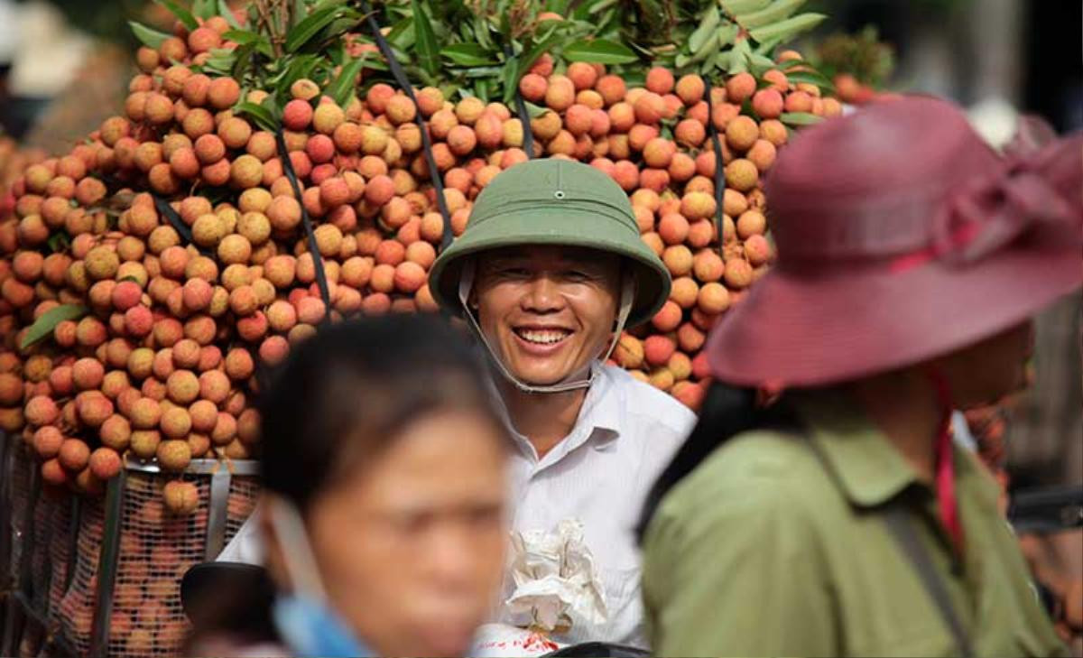 Sự thật vải thiều Bắc Giang 3.000 đồng/kg, người dân phải mang đi đổ sông Ảnh 4