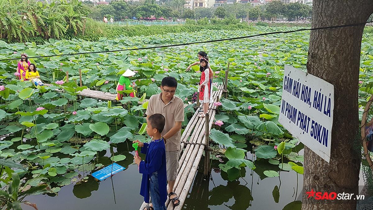 Tháng 6 về Hà Nội nóng phát hờn nhưng mỗi lần ngang qua loài hoa này, người ta lại thấy thanh mát đến lạ Ảnh 18