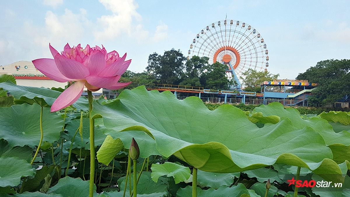 Tháng 6 về Hà Nội nóng phát hờn nhưng mỗi lần ngang qua loài hoa này, người ta lại thấy thanh mát đến lạ Ảnh 15