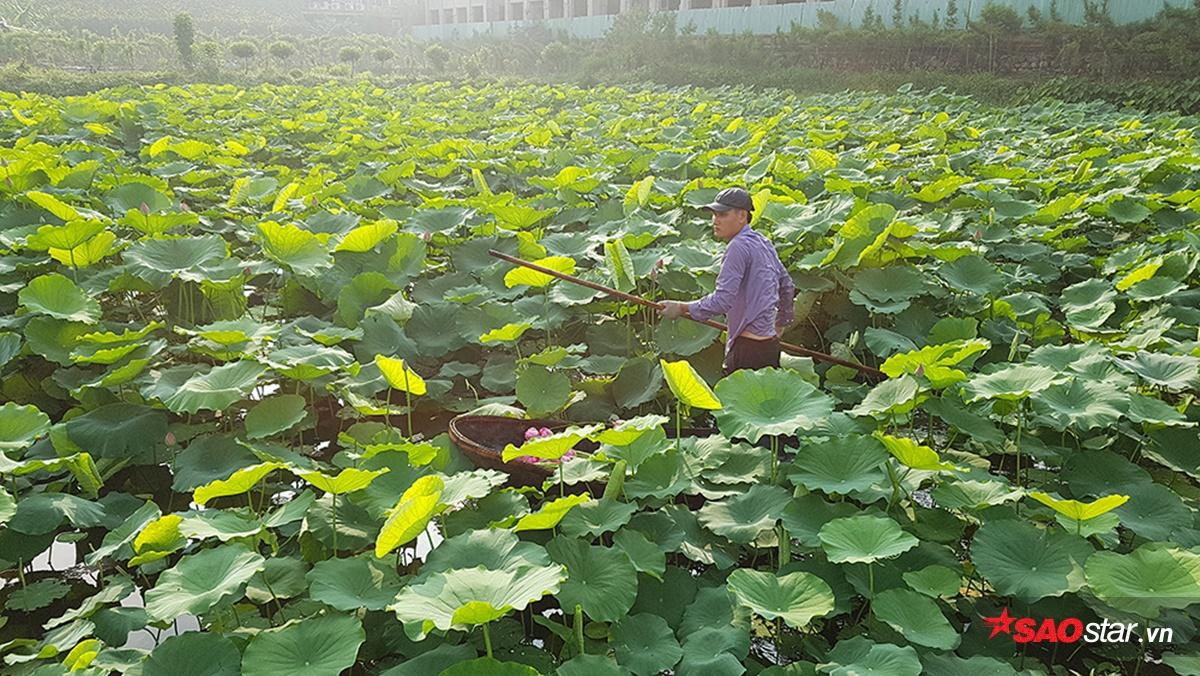 Tháng 6 về Hà Nội nóng phát hờn nhưng mỗi lần ngang qua loài hoa này, người ta lại thấy thanh mát đến lạ Ảnh 13