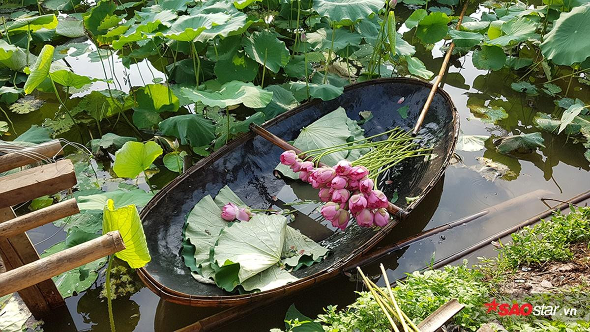 Tháng 6 về Hà Nội nóng phát hờn nhưng mỗi lần ngang qua loài hoa này, người ta lại thấy thanh mát đến lạ Ảnh 12