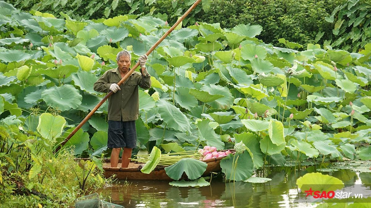 Tháng 6 về Hà Nội nóng phát hờn nhưng mỗi lần ngang qua loài hoa này, người ta lại thấy thanh mát đến lạ Ảnh 6