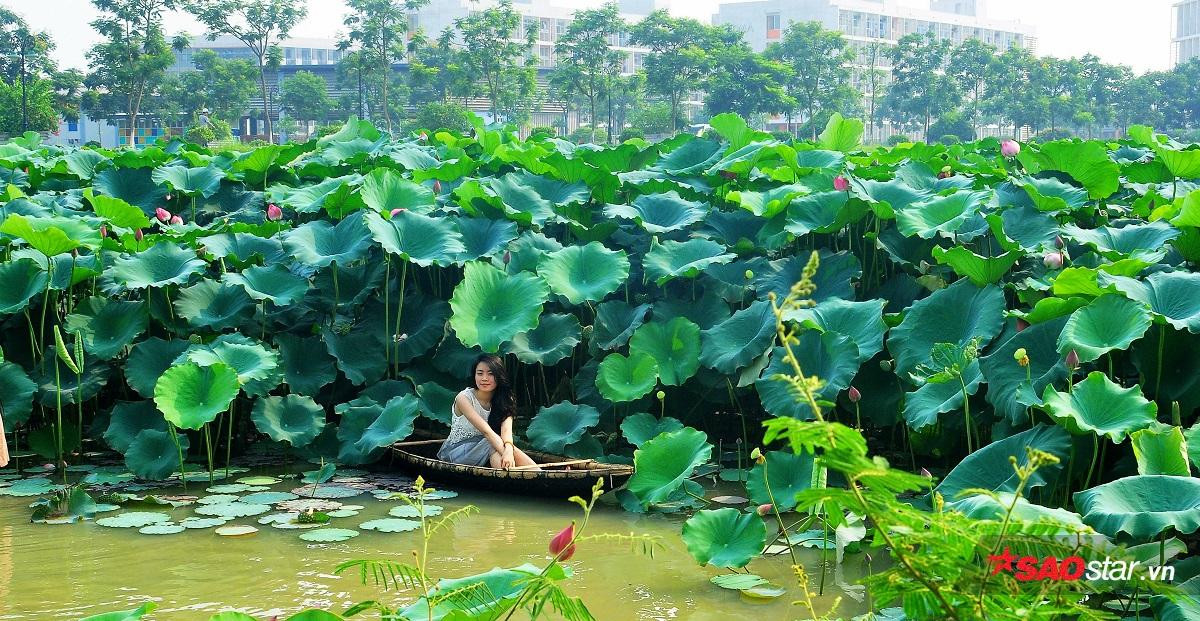 Ngôi trường Đại học có nhiều hoa sen nhất Hà Nội, tháng 6 về sinh viên đua nhau tìm đến chụp ảnh free Ảnh 2