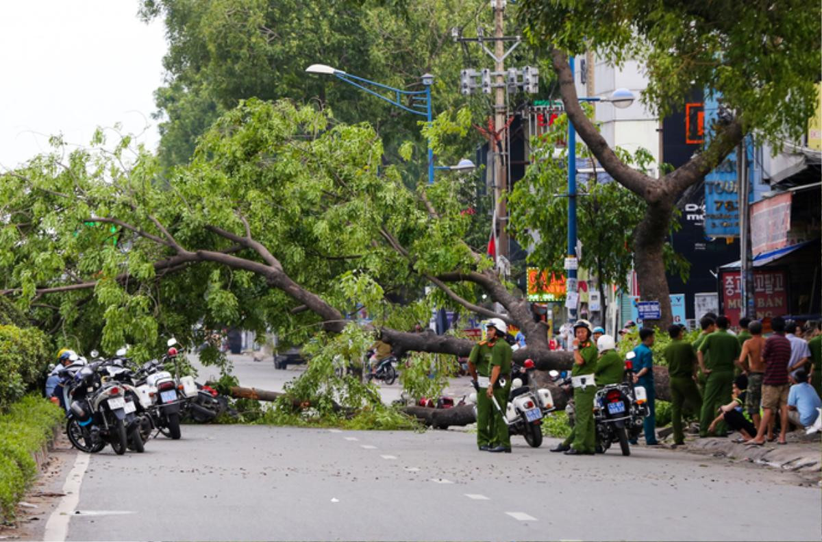 Cây ngã hàng loạt trong giông lốc, giao thông TP HCM rối loạn Ảnh 2