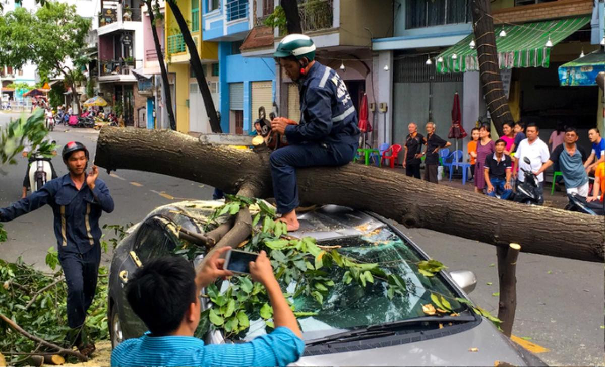 Cây ngã hàng loạt trong giông lốc, giao thông TP HCM rối loạn Ảnh 1