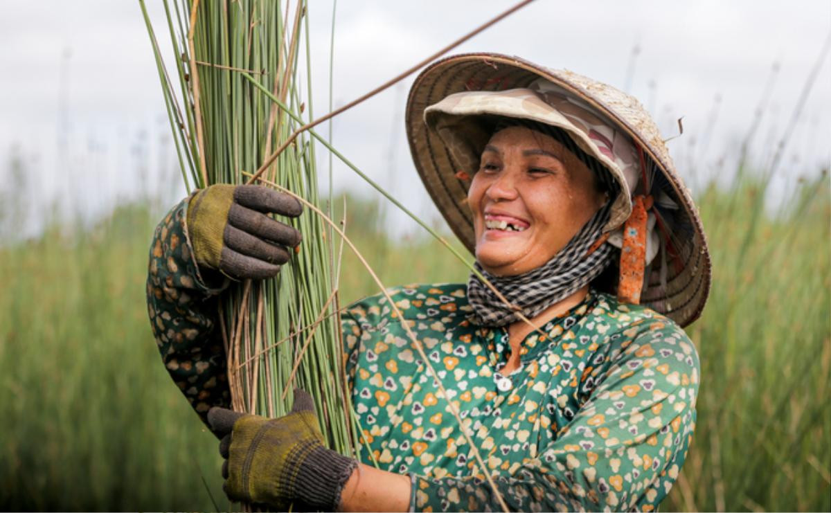 Trồng cỏ bàng thu trăm triệu đồng mỗi năm ở miền Tây Ảnh 3