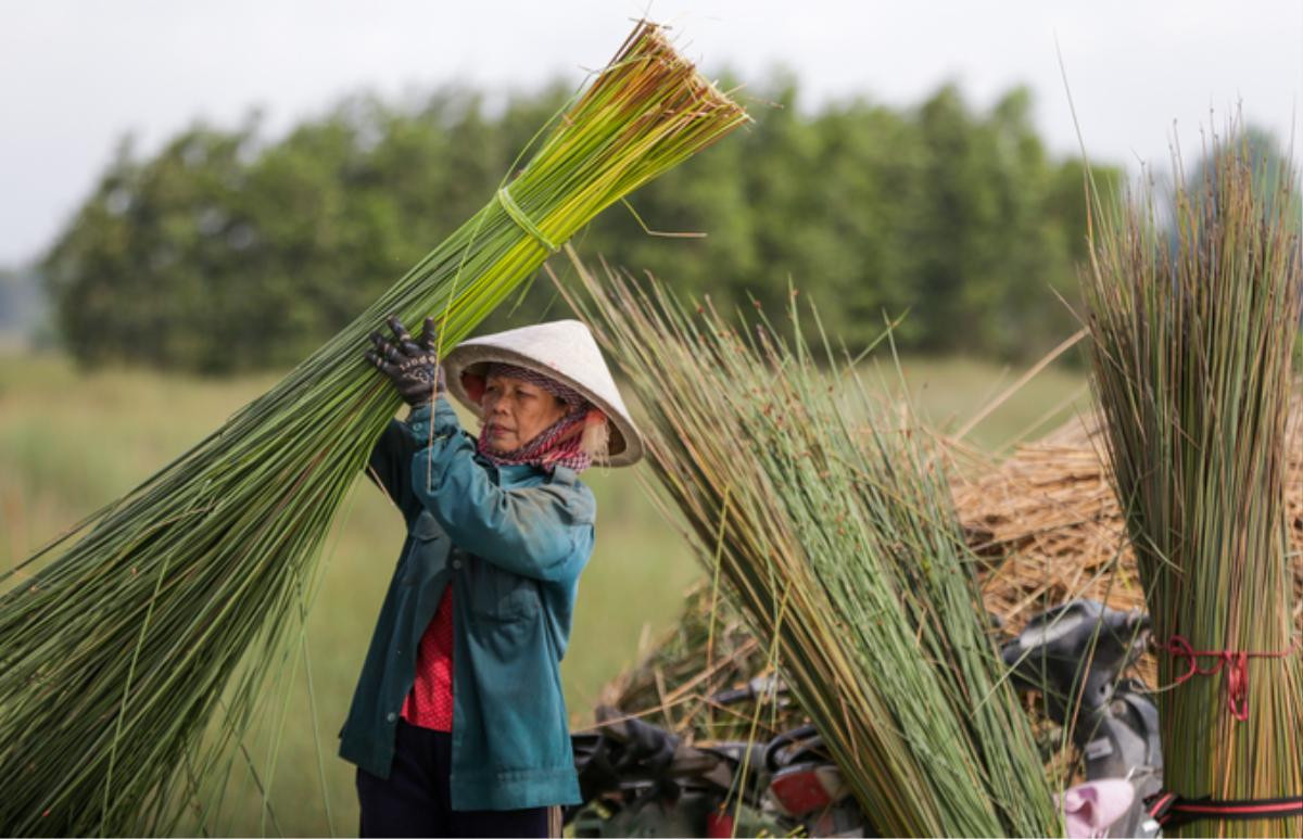 Trồng cỏ bàng thu trăm triệu đồng mỗi năm ở miền Tây Ảnh 6