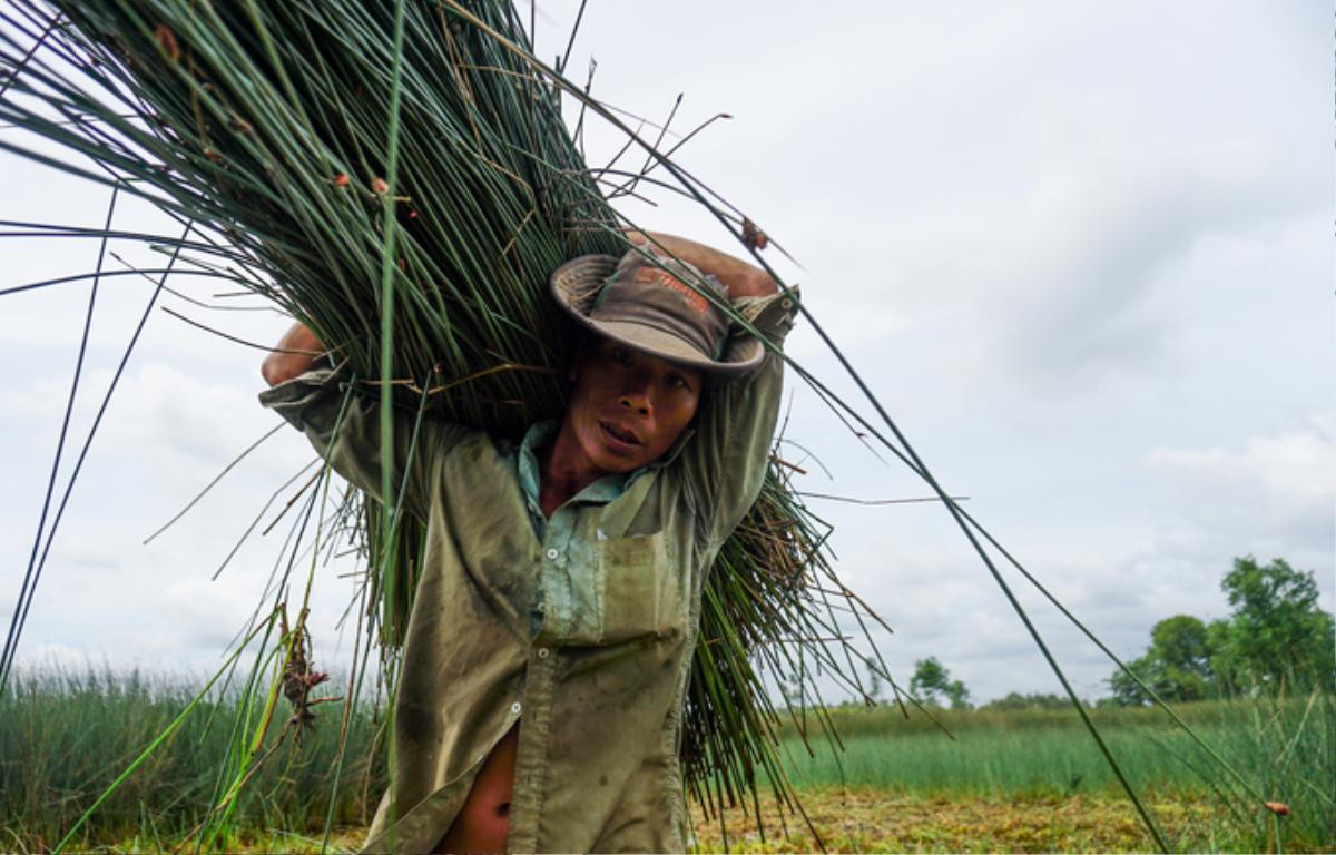 Trồng cỏ bàng thu trăm triệu đồng mỗi năm ở miền Tây Ảnh 7