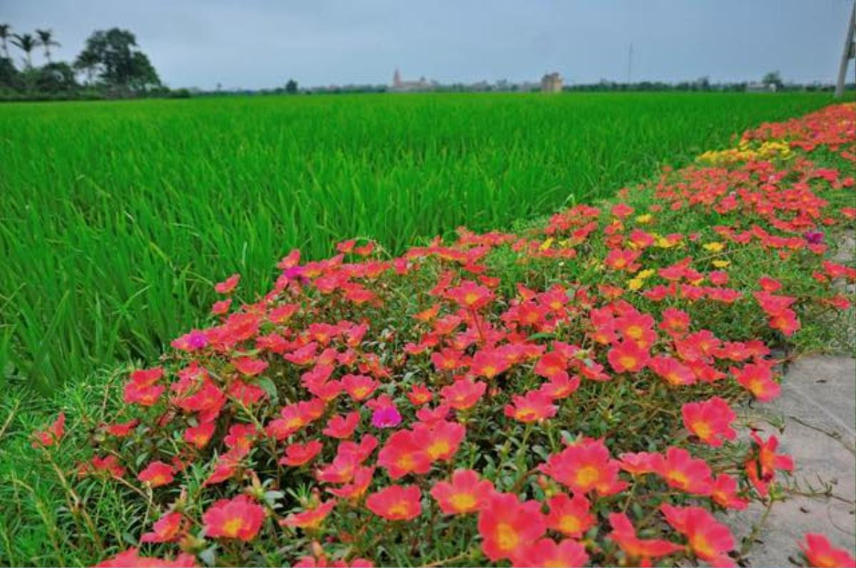 Cần gì đi đâu xa, ở Việt Nam cũng có những con đường hoa thơ mộng đẹp không thua một xứ xở nào! Ảnh 1