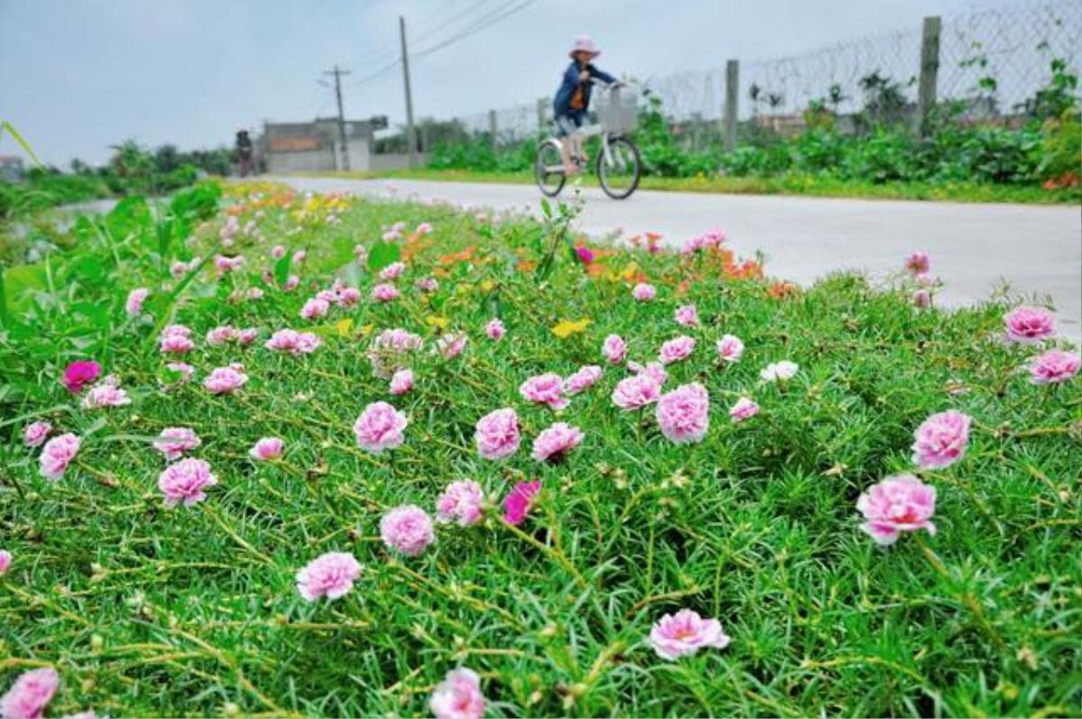 Cần gì đi đâu xa, ở Việt Nam cũng có những con đường hoa thơ mộng đẹp không thua một xứ xở nào! Ảnh 2