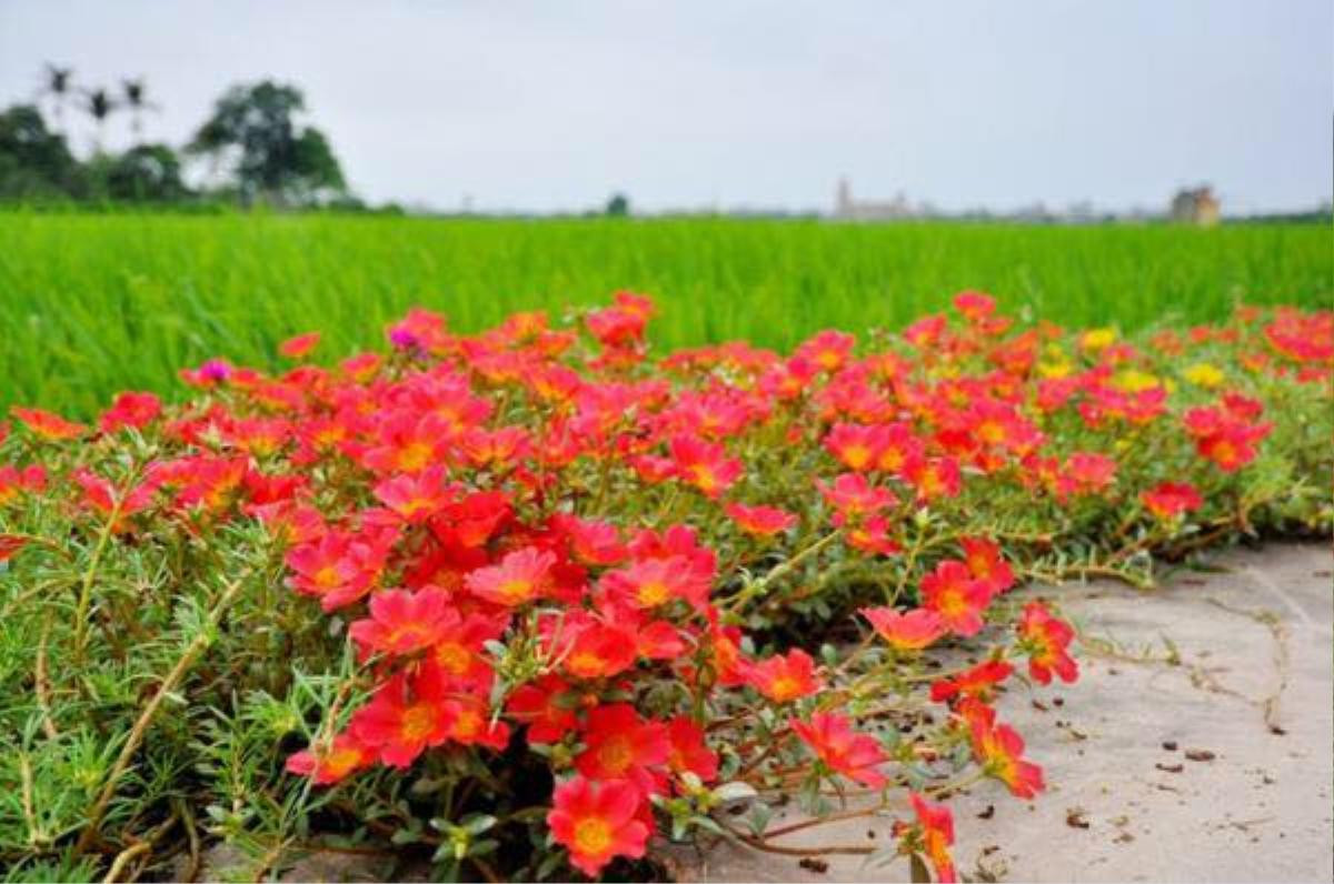 Cần gì đi đâu xa, ở Việt Nam cũng có những con đường hoa thơ mộng đẹp không thua một xứ xở nào! Ảnh 4