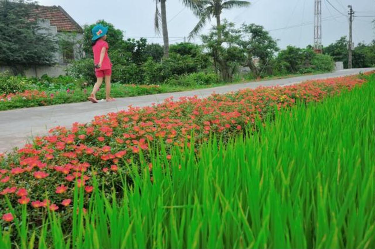 Cần gì đi đâu xa, ở Việt Nam cũng có những con đường hoa thơ mộng đẹp không thua một xứ xở nào! Ảnh 10