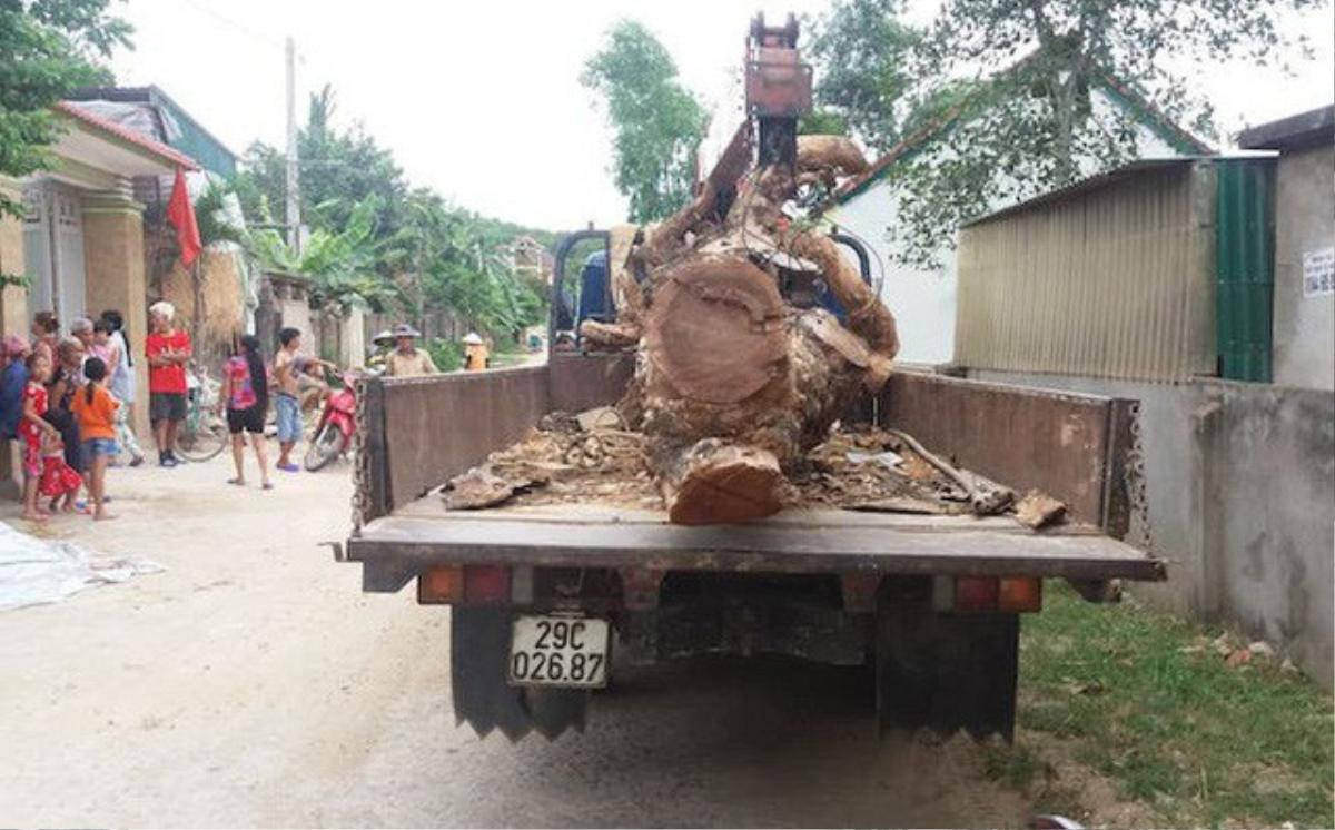 'Hợp đồng' cẩu trộm cây mít hàng chục năm tuổi có giá 40 triệu đồng Ảnh 1