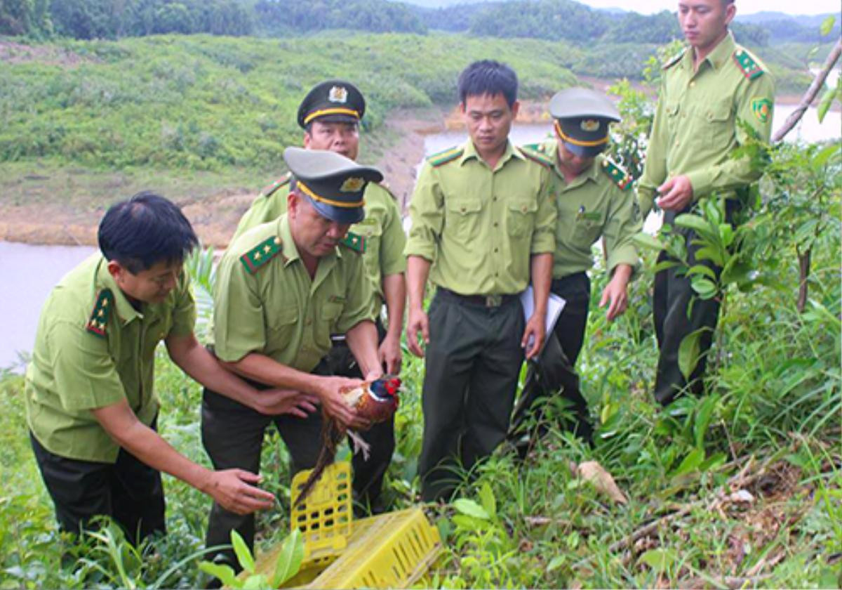 Hà Tĩnh thả chim trĩ nằm trong sách đỏ về tự nhiên Ảnh 2