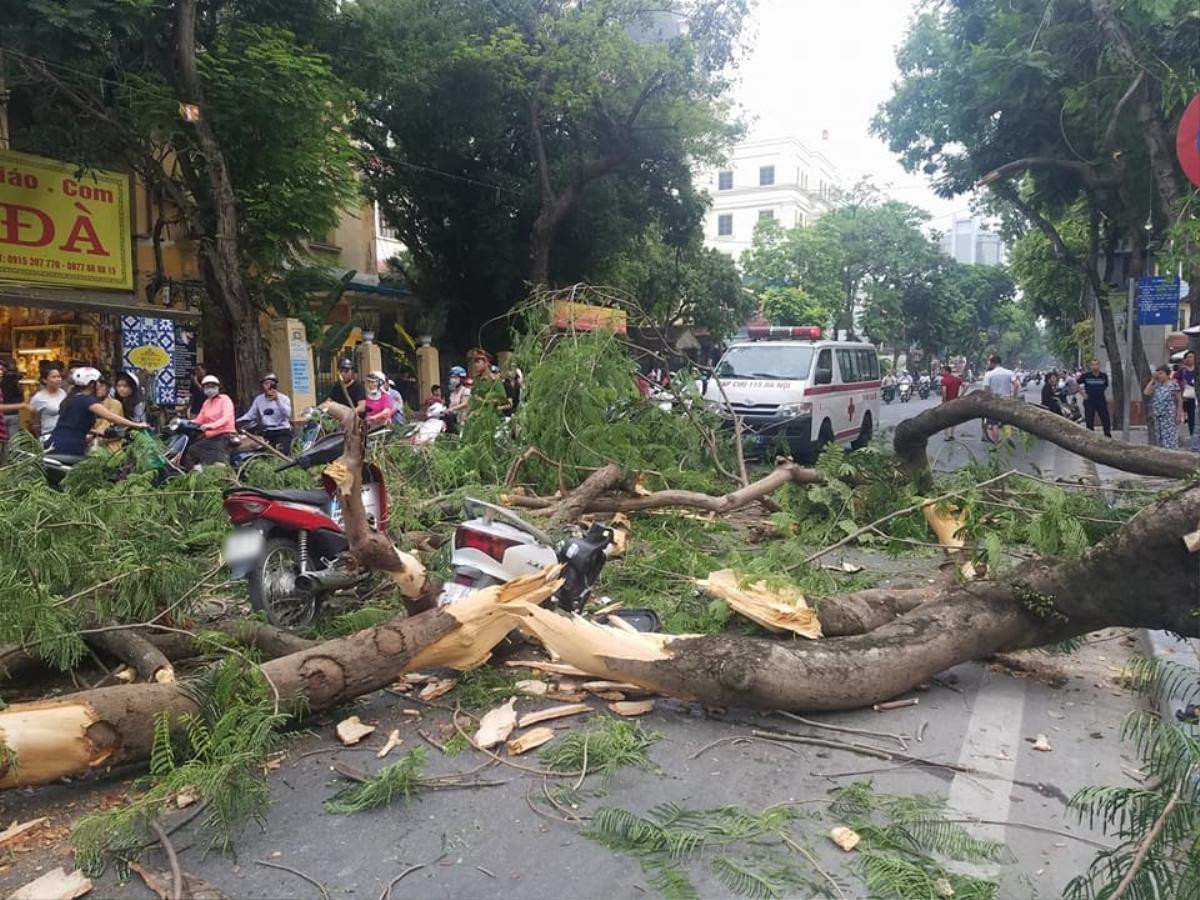 Cây phượng cổ thụ bất ngờ đổ ập đè trúng xe máy, 5 người bị thương nặng trong đó có 2 trẻ nhỏ Ảnh 1