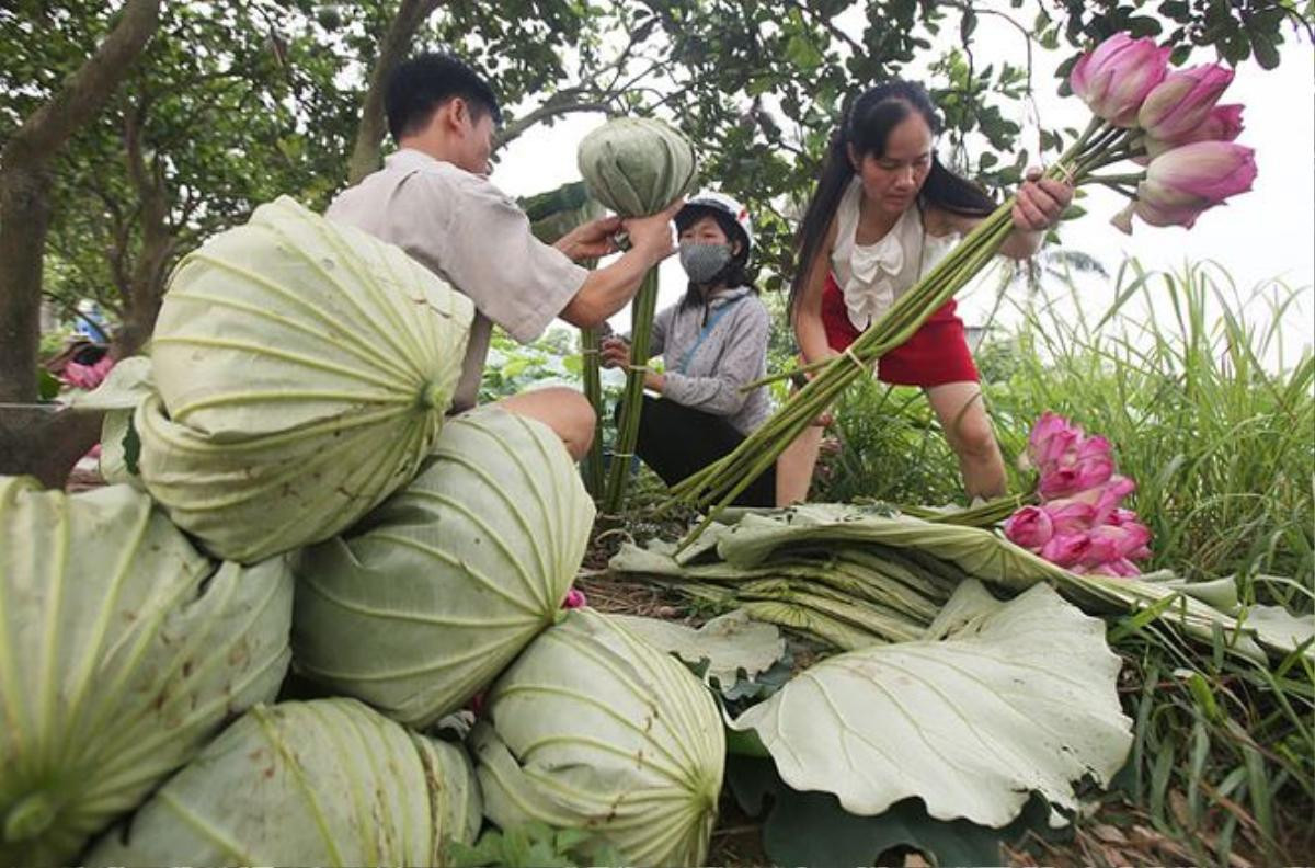 Người Hà Nội hái sen ủ trà Ảnh 6