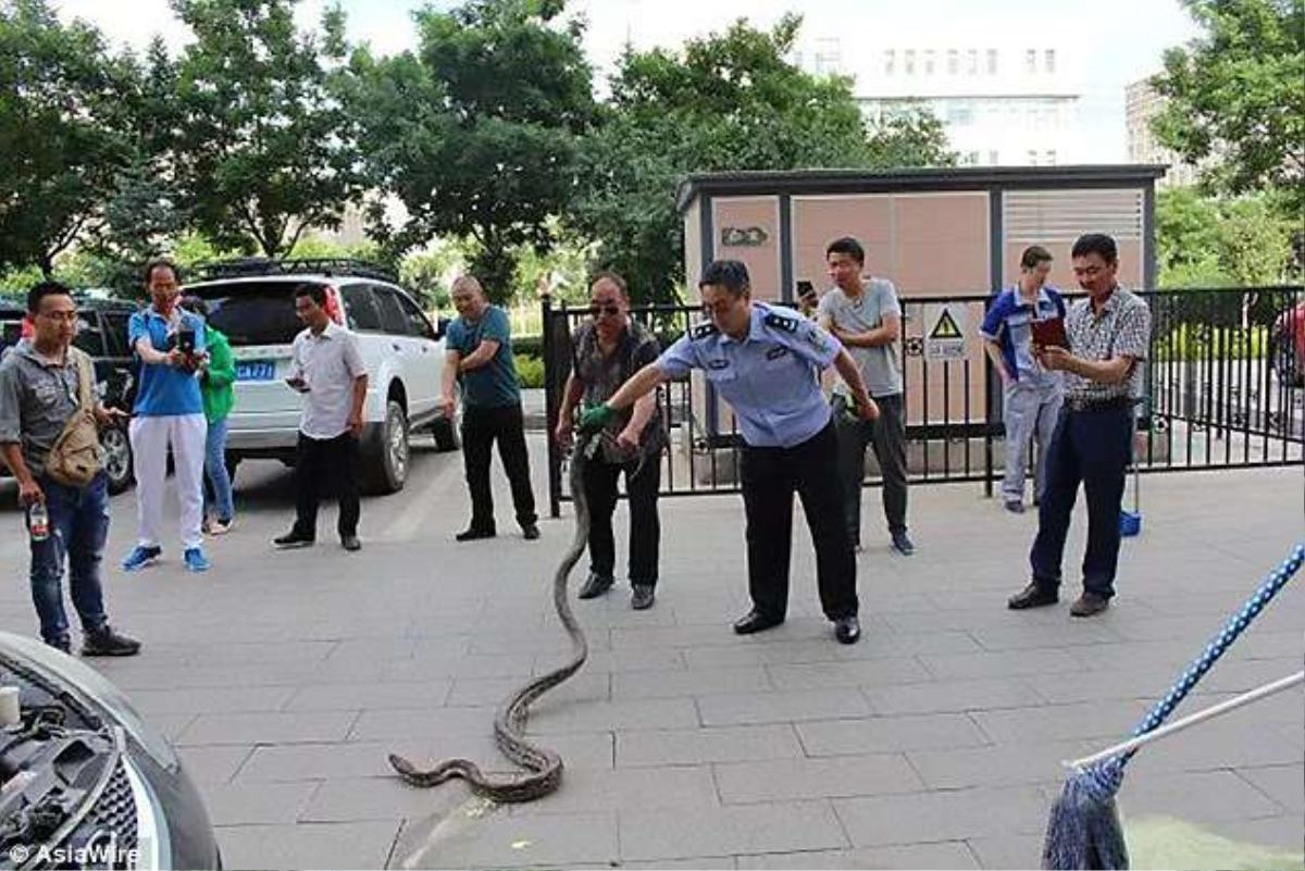 Kinh hoàng phát hiện trăn ‘khủng’ trong động cơ xe ô tô Ảnh 2