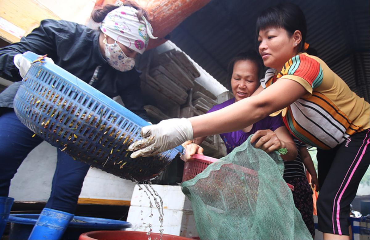 Người dân Hà Nội 'nhặt cánh, đóng thùng' châu chấu Ảnh 5