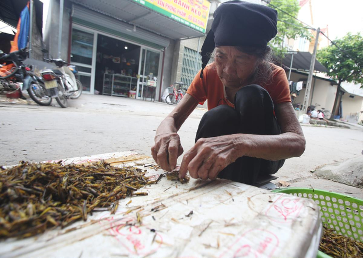 Người dân Hà Nội 'nhặt cánh, đóng thùng' châu chấu Ảnh 6