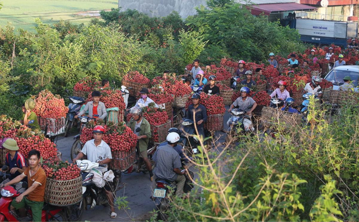 Chùm ảnh khổ như đi chợ vùng cao mùa vải chín: Đường tắc dài cả cây số, khắp nơi chỉ nhìn thấy màu đỏ chói mắt Ảnh 1