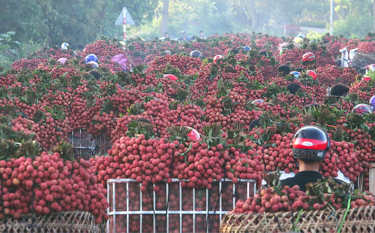 Chùm ảnh khổ như đi chợ vùng cao mùa vải chín: Đường tắc dài cả cây số, khắp nơi chỉ nhìn thấy màu đỏ chói mắt Ảnh 3