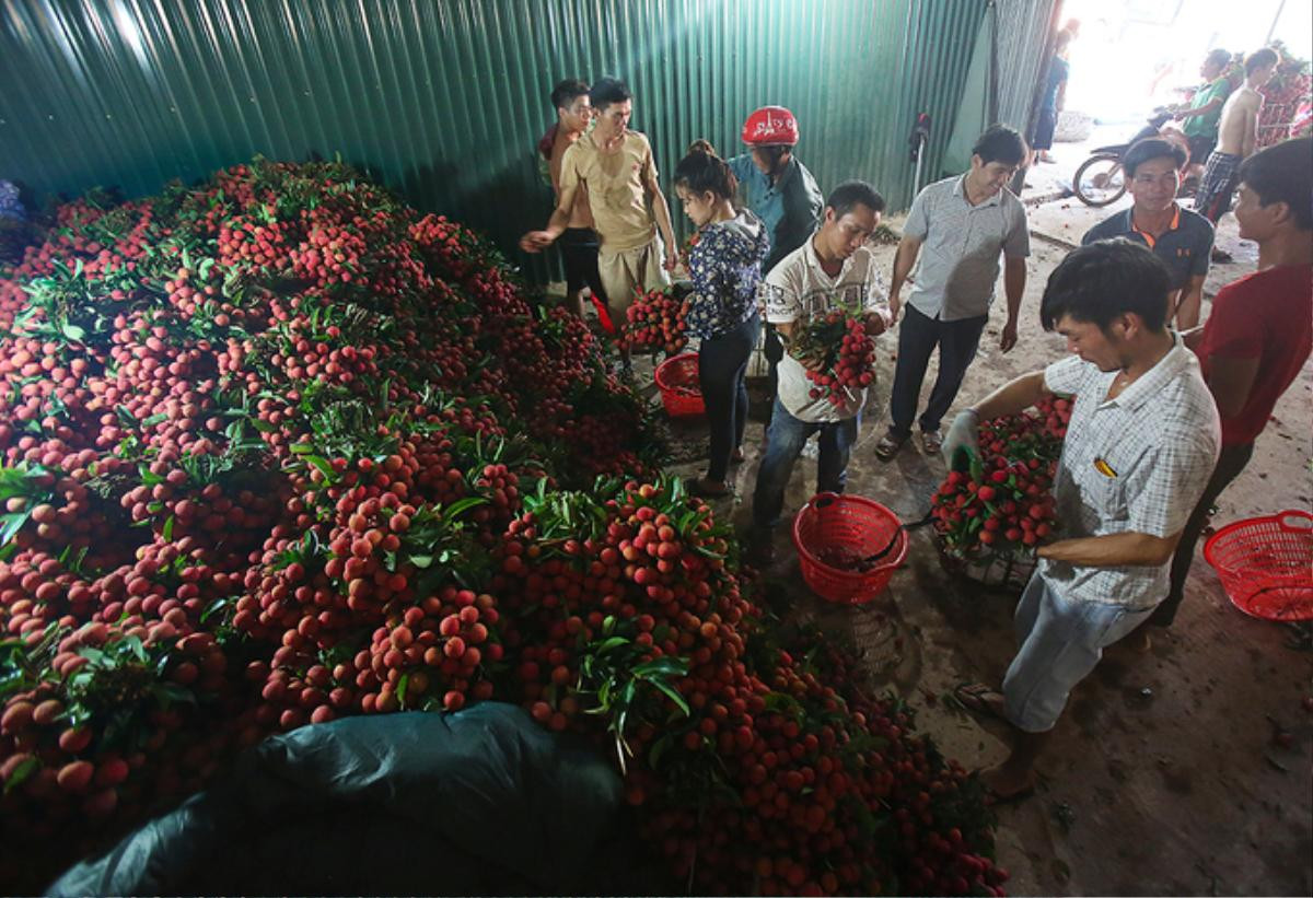 Chùm ảnh khổ như đi chợ vùng cao mùa vải chín: Đường tắc dài cả cây số, khắp nơi chỉ nhìn thấy màu đỏ chói mắt Ảnh 8