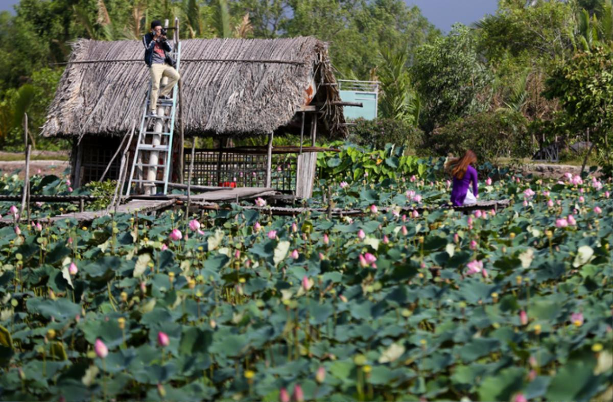 Đầm sen rộng hàng nghìn mét vuông ở Sài Gòn nở rộ Ảnh 3