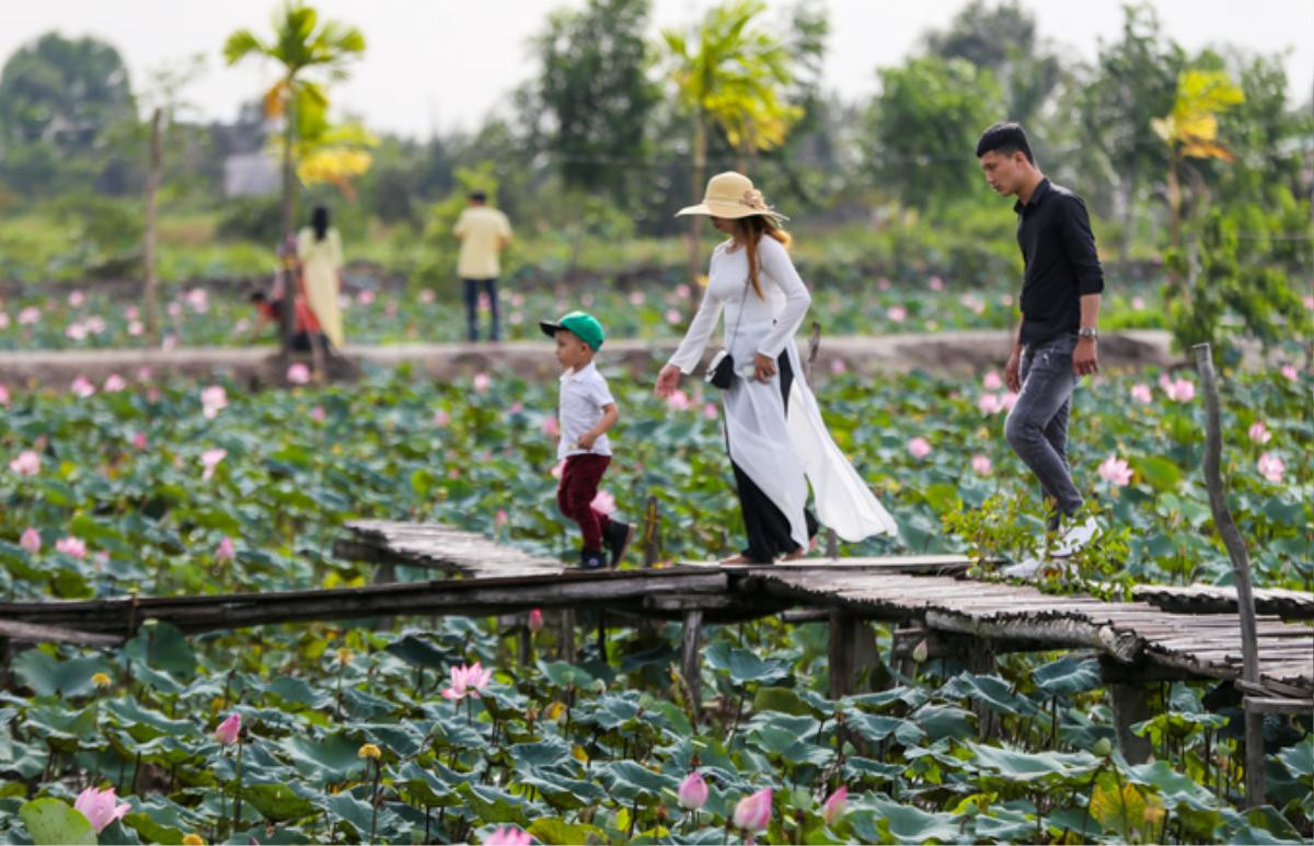 Đầm sen rộng hàng nghìn mét vuông ở Sài Gòn nở rộ Ảnh 7