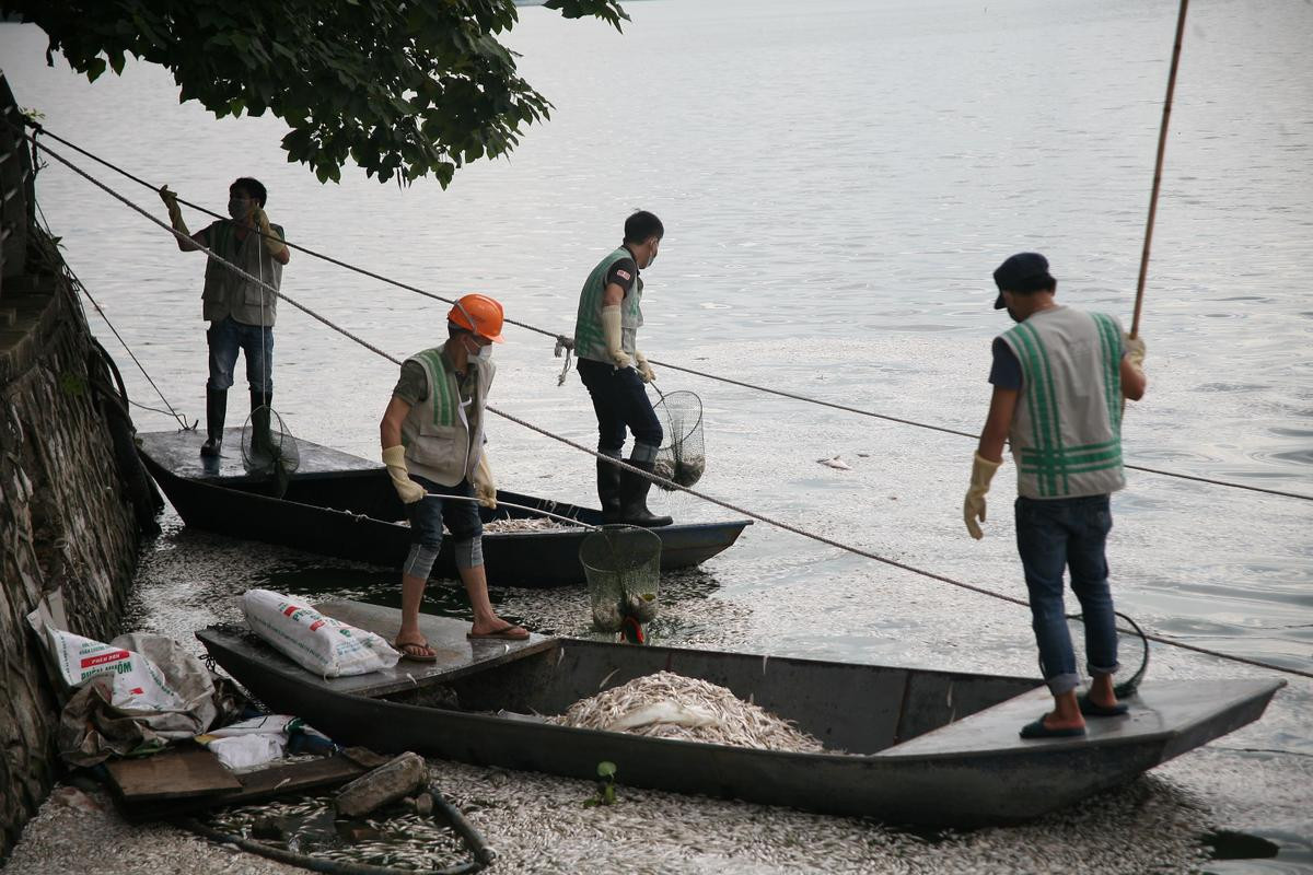 Cá chết nổi trắng hồ Tây bốc mùi hôi tanh nồng nặc Ảnh 10