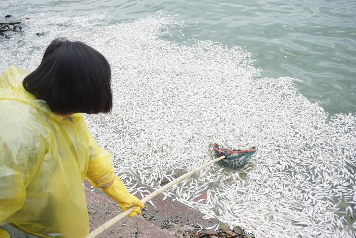 Nhiều cô gái cùng nam công nhân mỏi tay vớt hàng tấn cá chết nổi trắng góc hồ Tây Ảnh 4