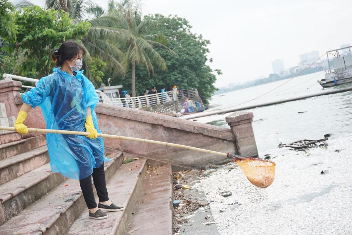 Nhiều cô gái cùng nam công nhân mỏi tay vớt hàng tấn cá chết nổi trắng góc hồ Tây Ảnh 2