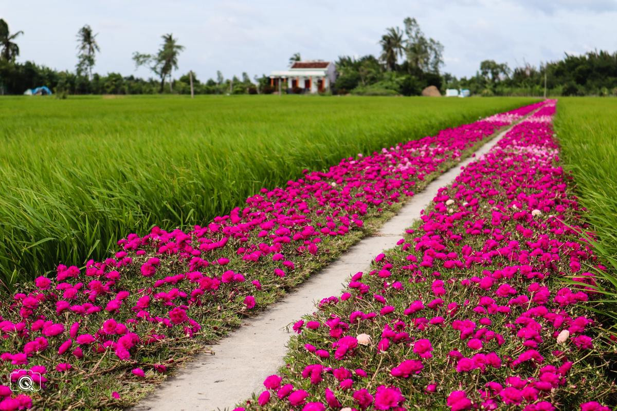 Đây chính là 'chủ nhân' của con đường hoa mười giờ nổi tiếng Gò Công Ảnh 10