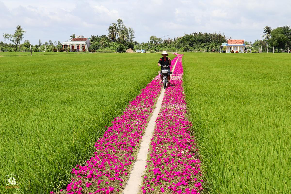 Đây chính là 'chủ nhân' của con đường hoa mười giờ nổi tiếng Gò Công Ảnh 6