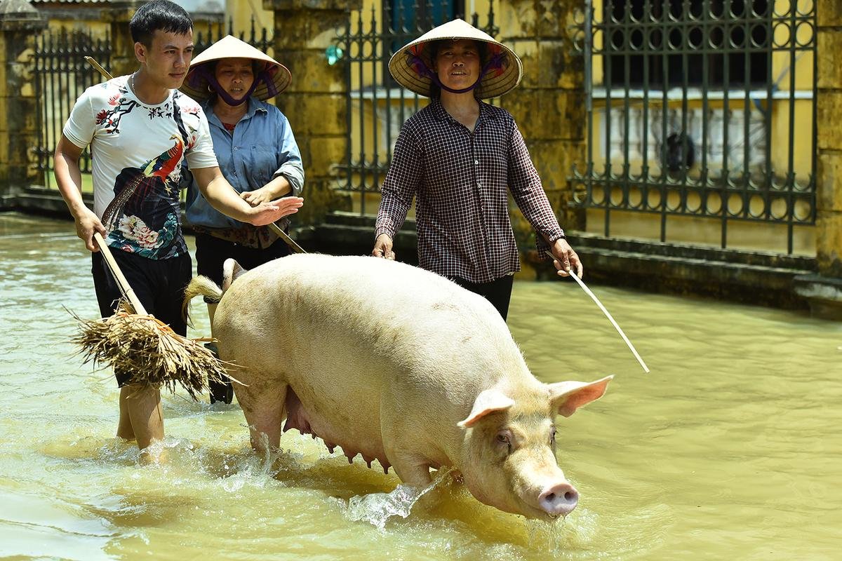 Nước ngập lút mái nhà ở ngoại thành Hà Nội Ảnh 6