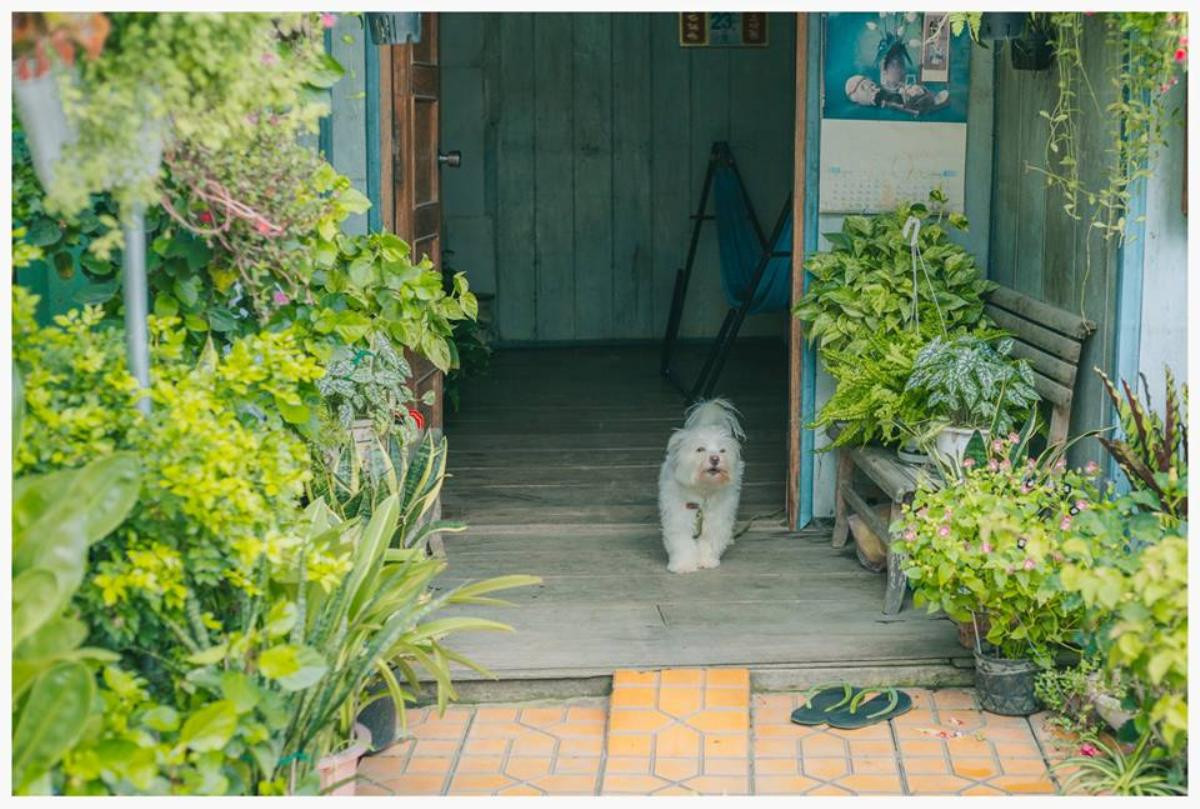 Chỉ là một ngôi nhà vô tình thấy ở An Giang thôi, nhưng cũng đủ khiến bao người muốn 'về hưu' và sống đời an yên Ảnh 8