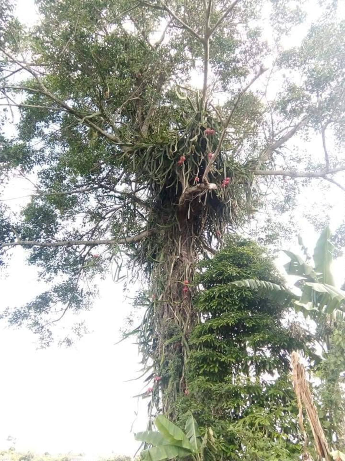 ‘Cao thủ’ trồng thanh long đến trộm cũng phải chê, dân mạng còn tếu táo ‘chim cũng chẳng bay tới’ Ảnh 2