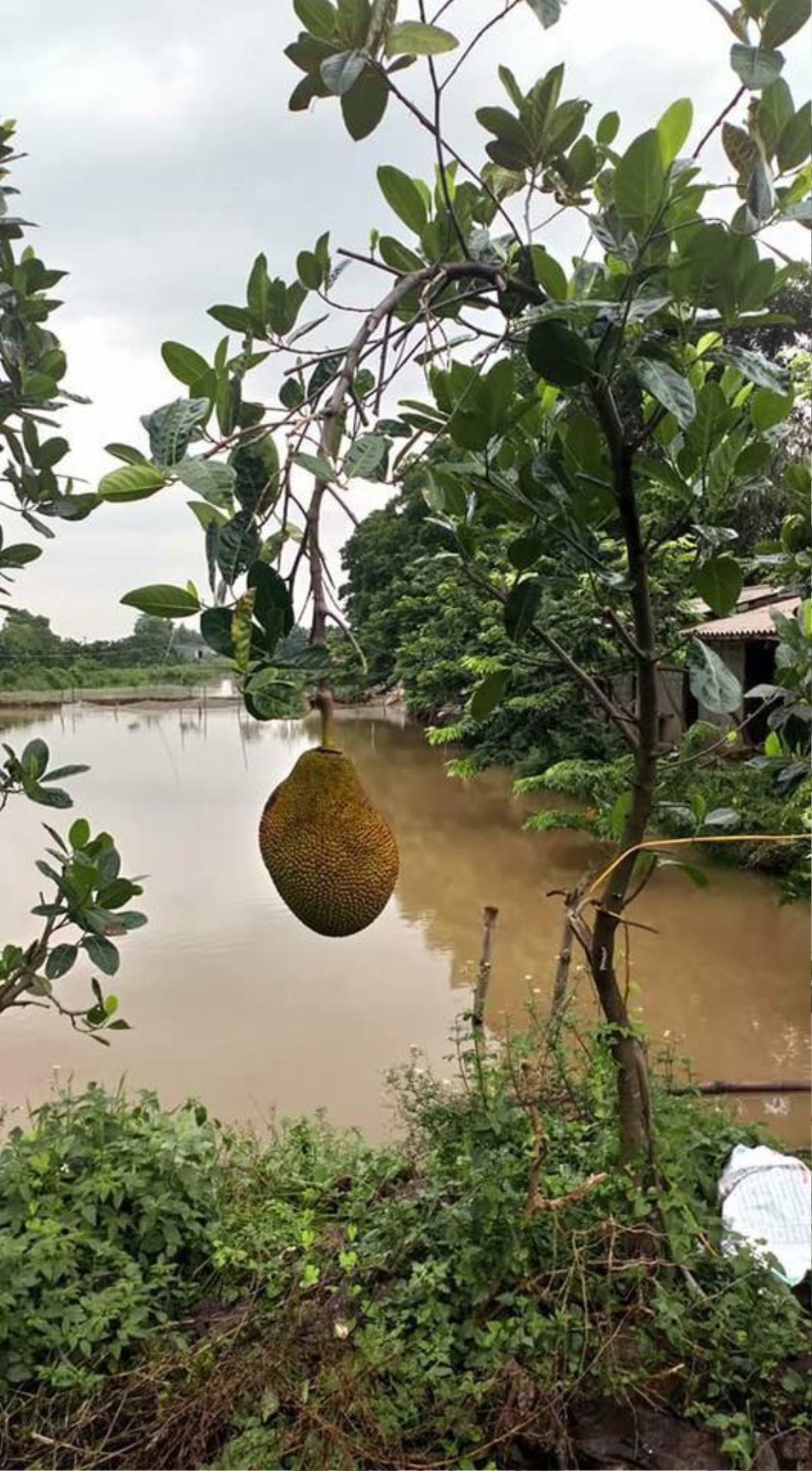 Cây mít 'chưa kịp dậy thì' đã sinh con, gia chủ phải làm nôi đỡ nhận khiến dân mạng like ầm ầm Ảnh 2