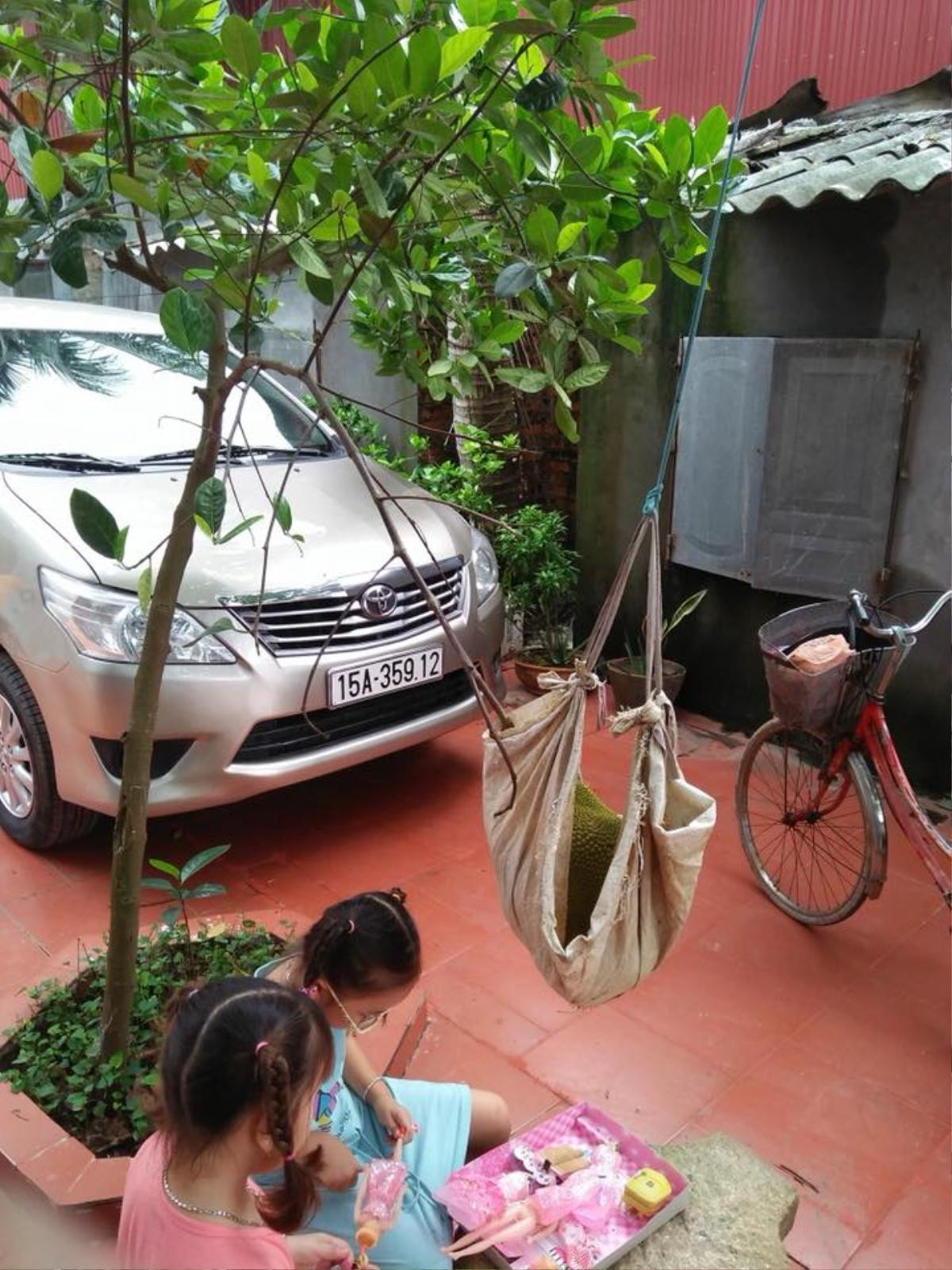 Cây mít 'chưa kịp dậy thì' đã sinh con, gia chủ phải làm nôi đỡ nhận khiến dân mạng like ầm ầm Ảnh 1