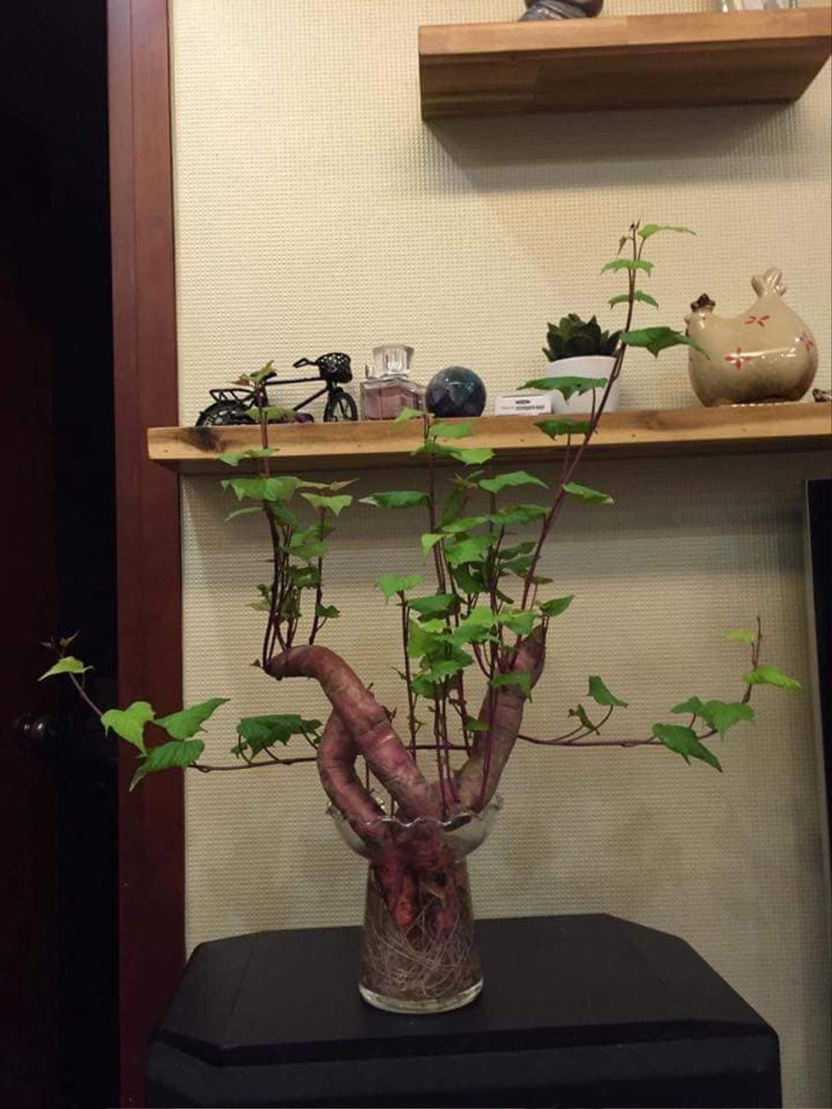 Dân mạng phát sốt với 'khoai lang sai' giá siêu rẻ, phiên bản 'nhà nghèo' của bonsai Ảnh 2