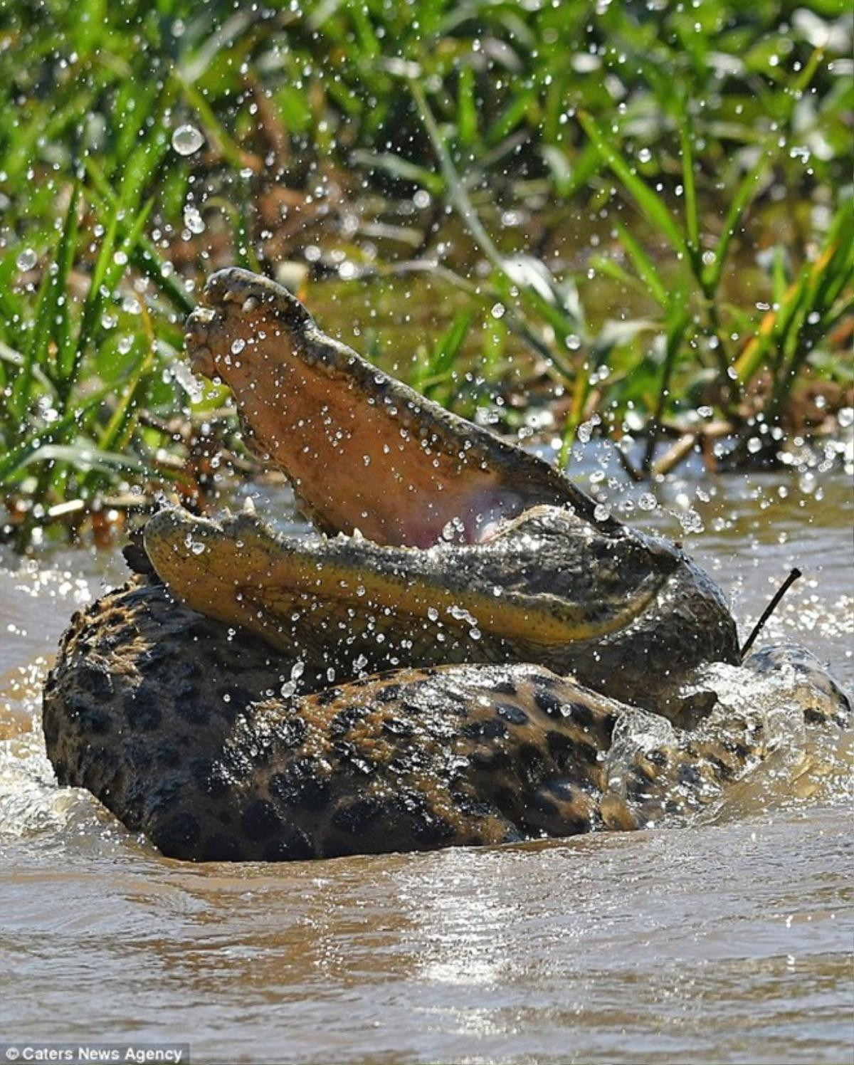 Báo đốm liều mình tử chiến với cá sấu caiman Ảnh 1