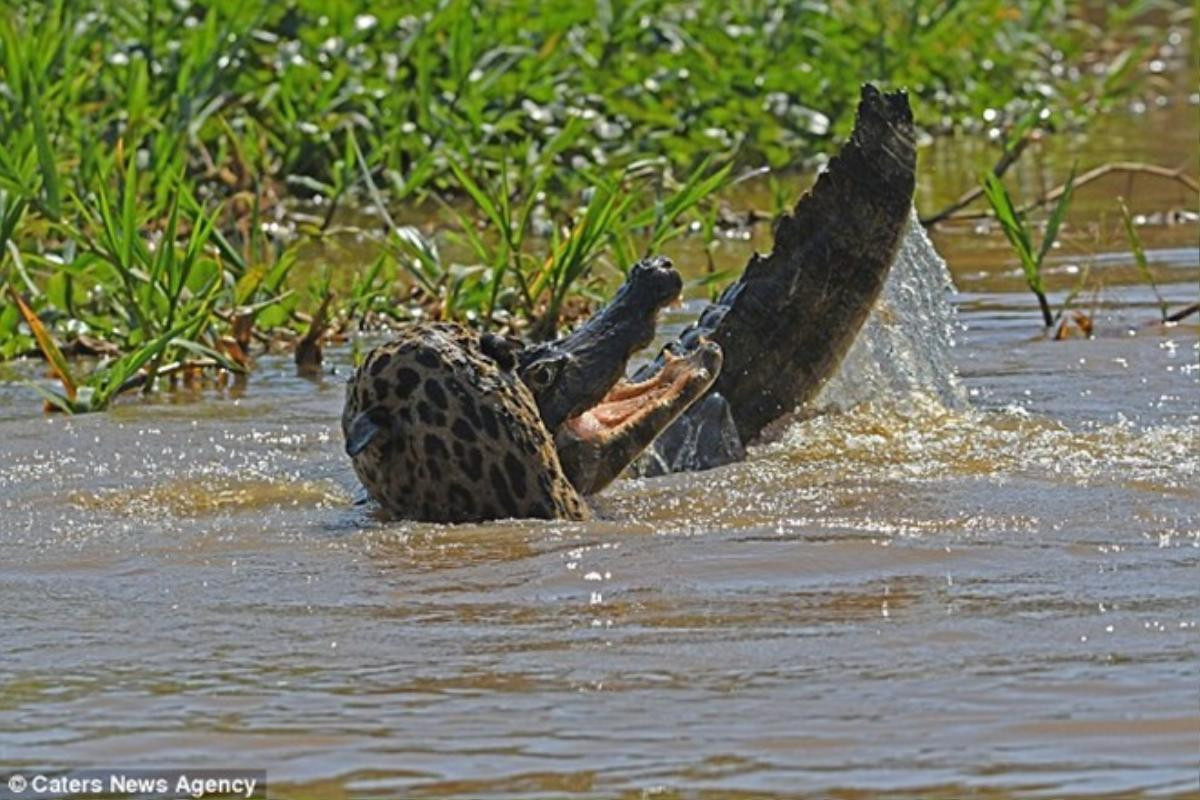 Báo đốm liều mình tử chiến với cá sấu caiman Ảnh 3