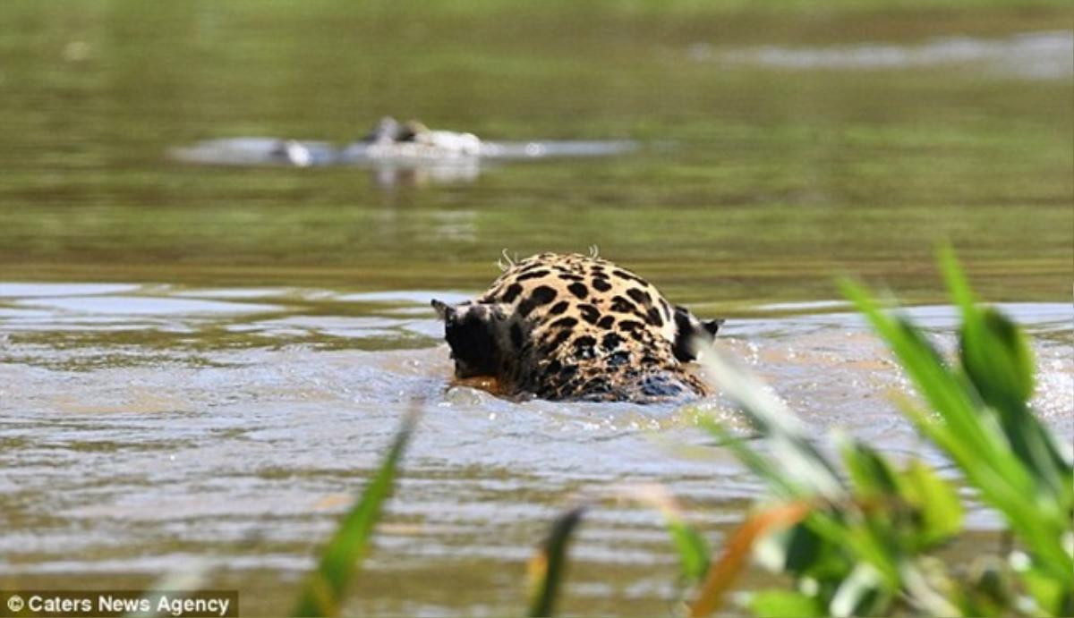 Báo đốm liều mình tử chiến với cá sấu caiman Ảnh 2