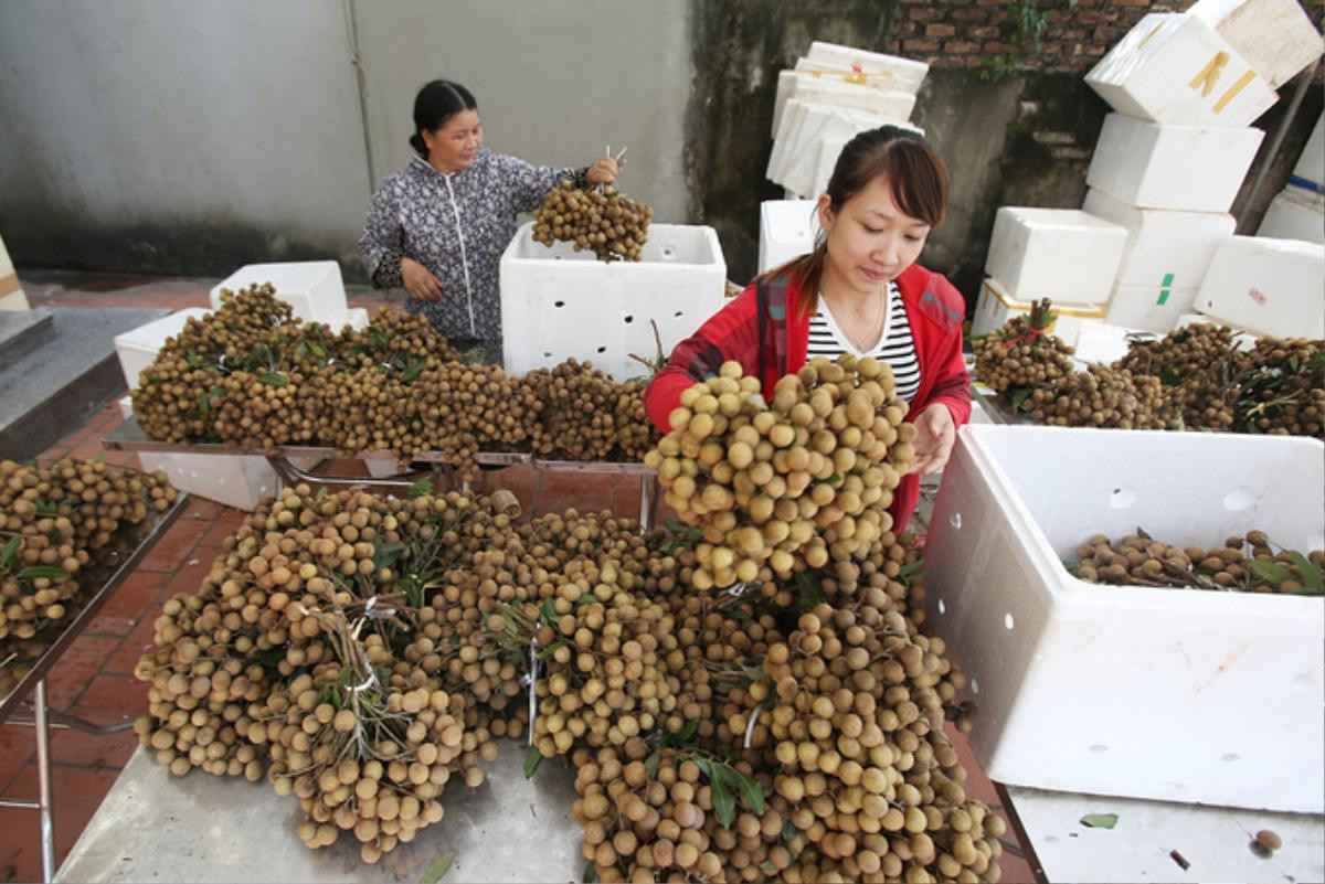 Người dân Hưng Yên vào mùa thu hoạch nhãn Ảnh 9