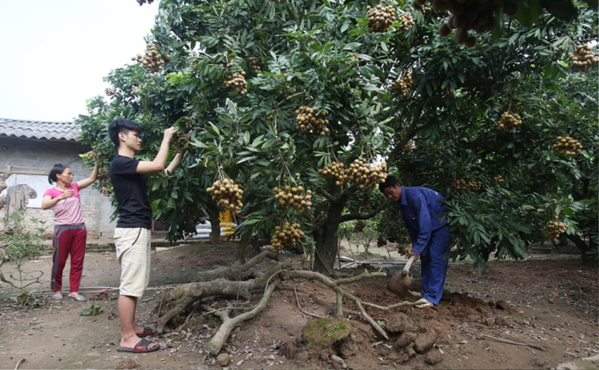 Người dân Hưng Yên vào mùa thu hoạch nhãn Ảnh 1