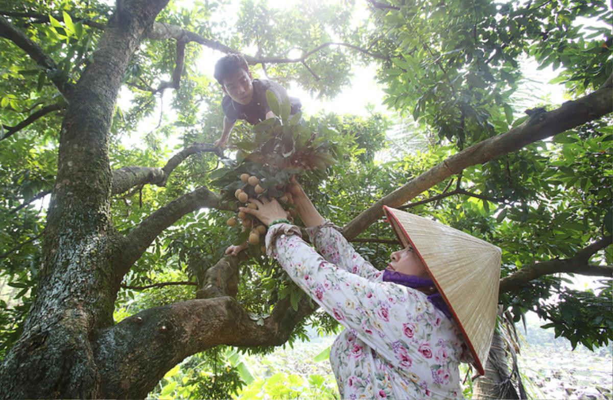 Người dân Hưng Yên vào mùa thu hoạch nhãn Ảnh 4