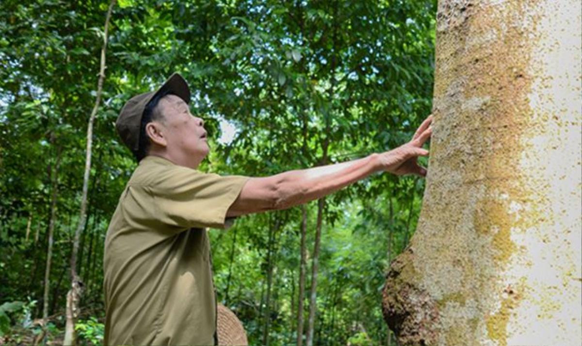 Ông chủ sở hữu rừng gỗ quý trăm tuổi hàng chục tỷ đồng quyết không bán Ảnh 1