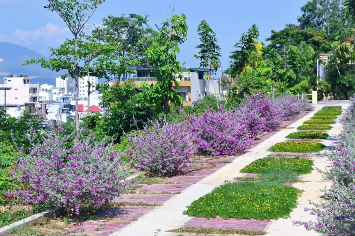 Có nơi nào 'ngầu' như trường ĐH này: Quanh năm hoa khoe sắc, sinh viên tha hồ ngắm vịnh Nha Trang xinh đẹp Ảnh 4