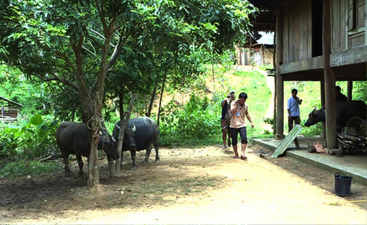 Thêm hàng chục con trâu bò bị chết do dịch tụ huyết trùng lây lan Ảnh 1