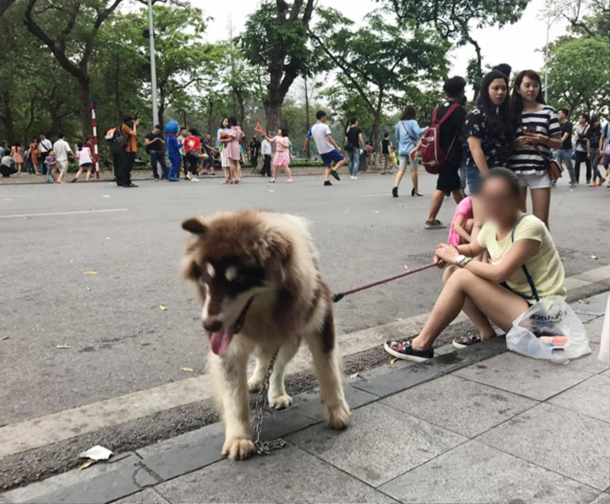 Cấm mang chó vào phố đi bộ hồ Gươm: 'Nhìn con chó nặng 20-30kg lù lù tiến đến ai mà chẳng sợ, cứ cẩn thận vẫn hơn' Ảnh 1